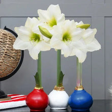 Bloomaker Patriotic Waxed Amaryllis Trio, No Water Needed