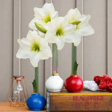 Bloomaker Patriotic Waxed Amaryllis Trio, No Water Needed