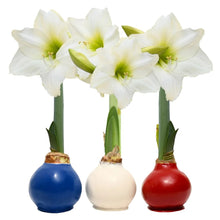 BloomakerPatrioticWaxedAmaryllisTrio_NoWaterNeeded - USA Mega Market