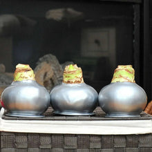 Bloomaker Silver Waxed Amaryllis Trio, No Water Needed