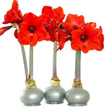 BloomakerSilverWaxedAmaryllisTrio-NoWaterNeeded6-_7 - USA Mega Market