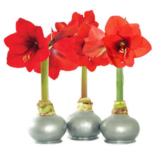 BloomakerSilverWaxedAmaryllisTrio_NoWaterNeeded8 - USA Mega Market