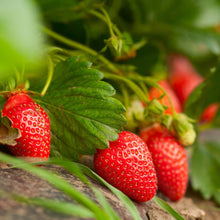 Bonnie-Plants-Strawberry-Live-Pl1 - USA Mega Market