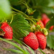 Bonnie Plants Strawberry, Live Plant, 19.3 oz.