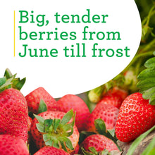 Bonnie-Plants-Strawberry-Live-Pl3 - USA Mega Market