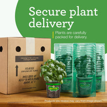 Bonnie Plants Strawberry, Live Plant, 19.3 oz.