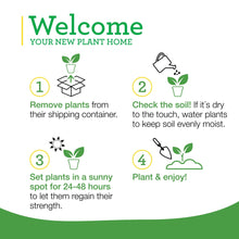 Bonnie-Plants-Strawberry-Live-Pl8 - USA Mega Market