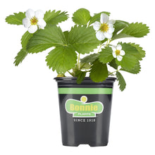 Bonnie-Plants-Strawberry-Live-Pl - USA Mega Market
