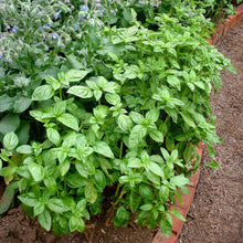 Bonnie-Plants-Sweet-Basil-19-3-o2 - USA Mega Market
