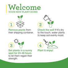 Bonnie-Plants-Sweet-Basil-19-3-o9 - USA Mega Market
