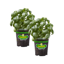 Bonnie-Plants-Sweet-Basil-19-3-o - USA Mega Market