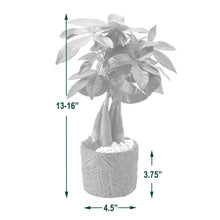 BonsaiLiveIndoorPlantin7in-Pot-_4 - USA Mega Market