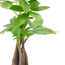 BonsaiLiveIndoorPlantin7in-Pot1-_3 - USA Mega Market