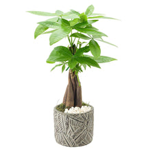 BonsaiLiveIndoorPlantin7in-Pot2-_2 - USA Mega Market