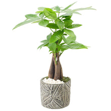 BonsaiLiveIndoorPlantin7in-Pot3-_1 - USA Mega Market
