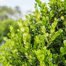 Boxwood Collection, 3-pack
