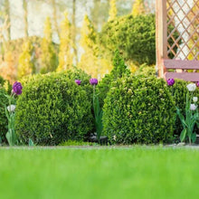 Boxwood Collection, 3-pack