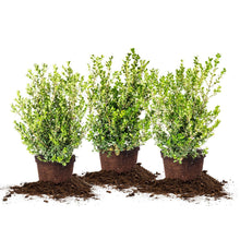 BoxwoodCollection_3-pack - USA Mega Market