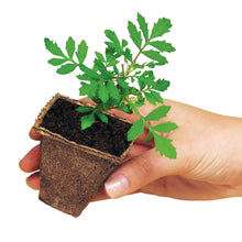 Burpee-Eco-Friendly-Natural-Orga2-_3 - USA Mega Market