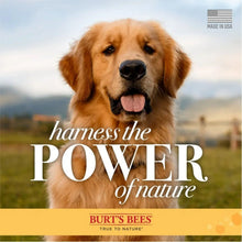 Burt's Bees, Oatmeal Dog Shampoo, 32 fl. oz., 2 pk.