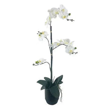 LCG Florals 30" Orchid in Black Ceramic Pot (Select Color)