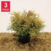 ChamaecyparisPisifera_Sungold_-3-pack - USA Mega Market