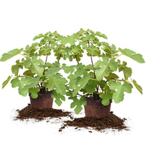 ChicagoHardyFig_3Gallon_2-pack - USA Mega Market