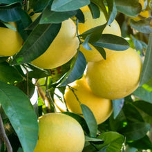 CocktailGrapefruitTreeStandard1 - USA Mega Market