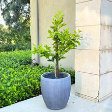 Cocktail Grapefruit Tree Standard
