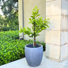 CocktailGrapefruitTreeStandard3 - USA Mega Market