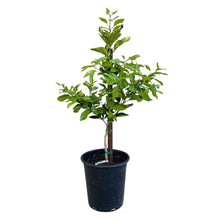 CocktailGrapefruitTreeStandard - USA Mega Market