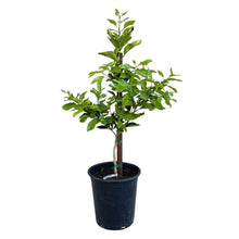 Cocktail Grapefruit Tree Standard