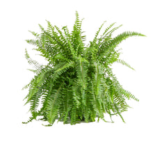 Costa-Farms-22-Tall-Boston-Fern-_1 - USA Mega Market