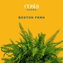Costa-Farms-22-Tall-Boston-Fern1-_2 - USA Mega Market