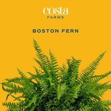 Expert Gardener 22" Tall Boston Fern Live House Plants in 10" Hanging Basket