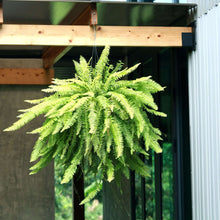Costa-Farms-22-Tall-Boston-Fern2-_3 - USA Mega Market