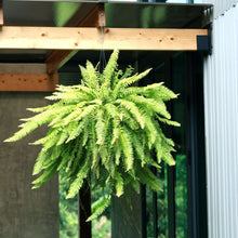 Expert Gardener 22" Tall Boston Fern Live House Plants in 10" Hanging Basket