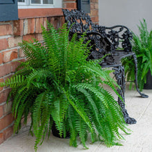 Costa-Farms-22-Tall-Boston-Fern3-_4 - USA Mega Market