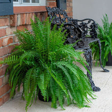 Expert Gardener 22" Tall Boston Fern Live House Plants in 10" Hanging Basket