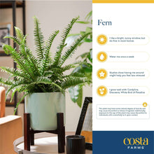 Costa-Farms-22-Tall-Boston-Fern5-_6 - USA Mega Market