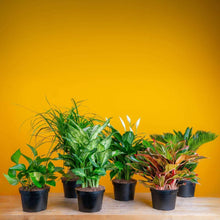 CostaFarmsAssortedHouseplantsinNurseryPots-6-pack-_3 - USA Mega Market