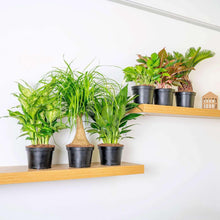 CostaFarmsAssortedHouseplantsinNurseryPots-6-pack1-_2 - USA Mega Market