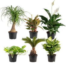 CostaFarmsAssortedHouseplantsinNurseryPots-6-pack2-_1 - USA Mega Market
