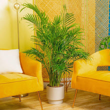 CostaFarmsCatPalmHouseplantinDecorPlanter1-_2 - USA Mega Market