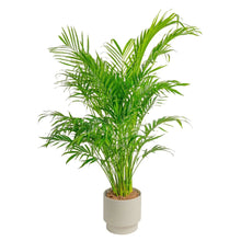 CostaFarmsCatPalmHouseplantinDecorPlanter2-_1 - Brands For Less USA