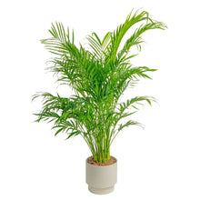 CostaFarmsCatPalmHouseplantinDecorPlanter2-_1 - USA Mega Market
