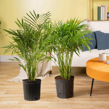 CostaFarmsCatPalmTree-HouseplantinNurseryPot-2-pack-_4 - USA Mega Market