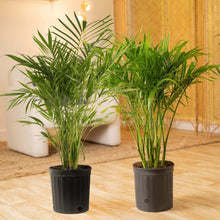 CostaFarmsCatPalmTree-HouseplantinNurseryPot-2-pack2-_2 - USA Mega Market