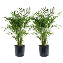 CostaFarmsCatPalmTree-HouseplantinNurseryPot-2-pack3-_1 - USA Mega Market