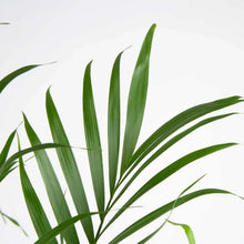 CostaFarmsCatPalmTree_HouseplantinNurseryPot_2-pack1 - USA Mega Market